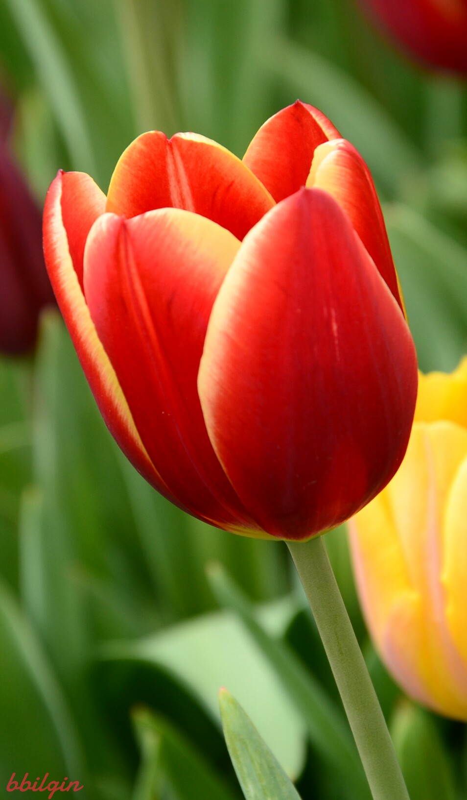 tulips blossom nature photography...