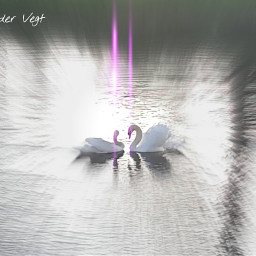 swan Love
