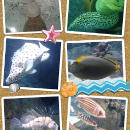 gdtravelcollage sealife istanbul aquarium fishes