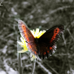 petsandanimals butterfly colorful freetoedit