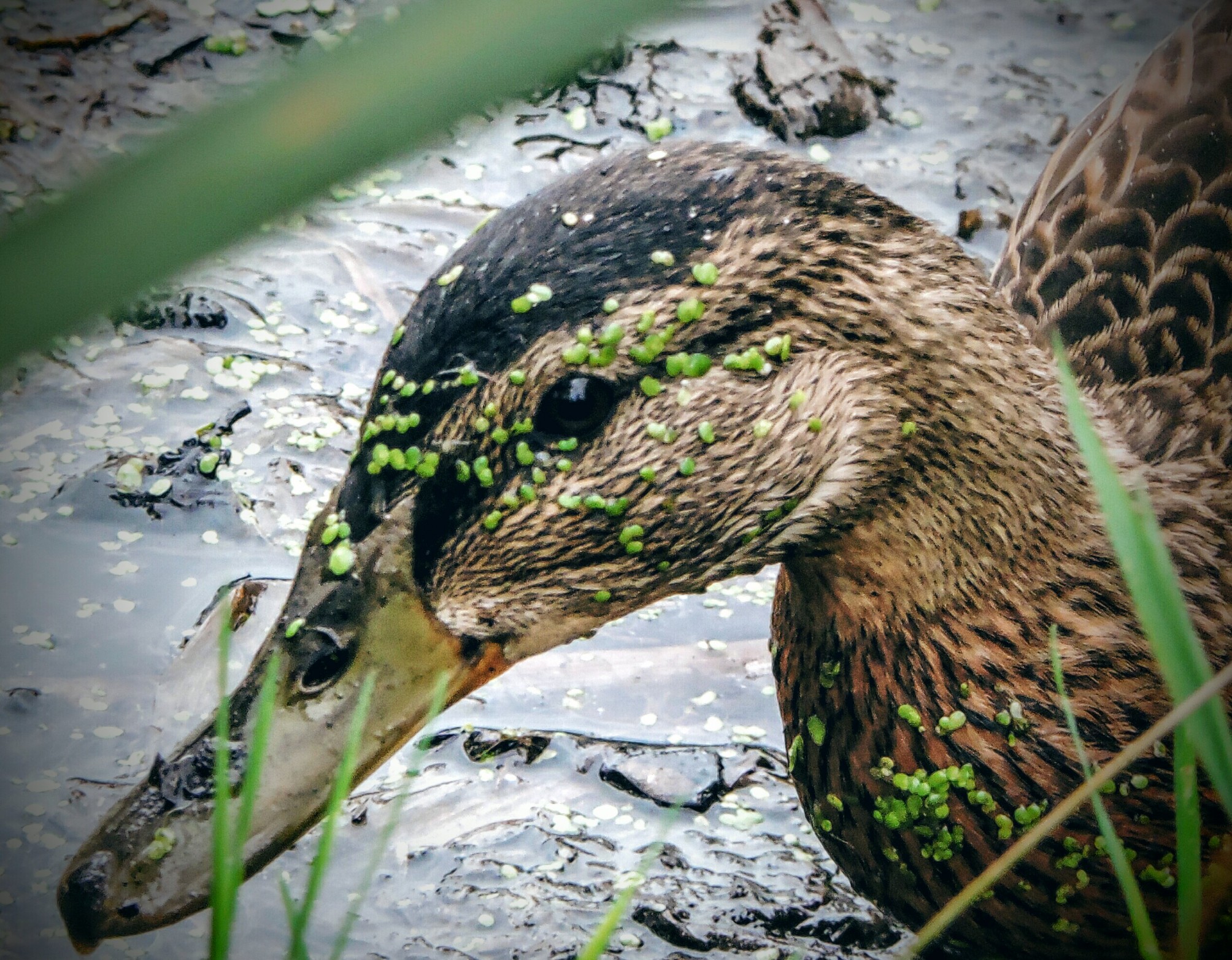 little-dirty-duck-p-175517170000202-by-astridmelchior