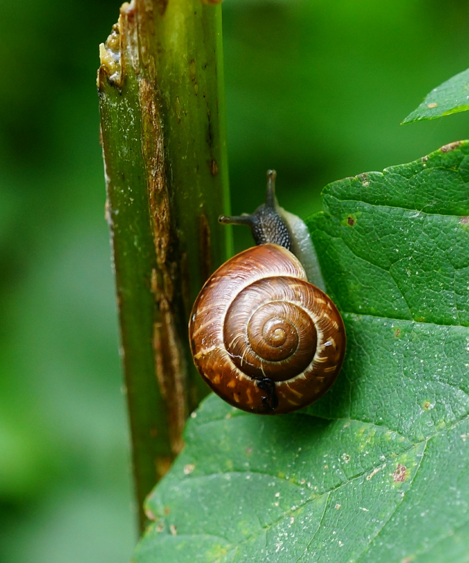 freetoedit nature photography macro snail...