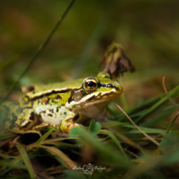 frog interesting nature naturephotography photography