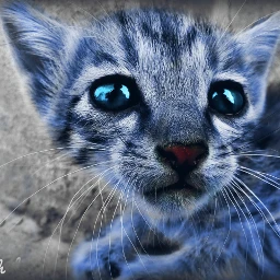 gdaddcolor kitten colors photography nature